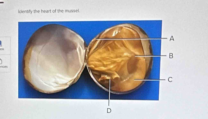 Identify the heart of the mussel. 
ok 
ences