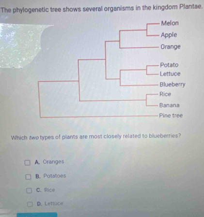 The phylogenetic tree shows several organisms in the kingdom Plantae.
Which two types of plants are most closely related to blueberries?
A. Oranges
B. Potatoes
C. Rice
D. Lettuce