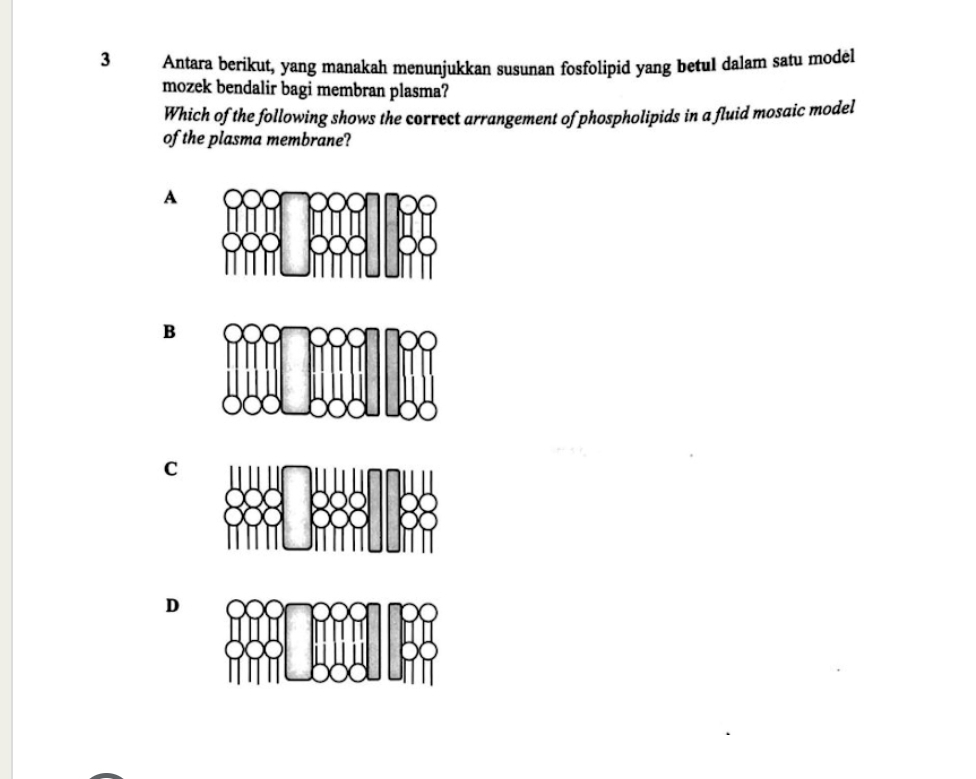 Antara berikut, yang manakah menunjukkan susunan fosfolipid yang betul dalam satu model
mozek bendalir bagi membran plasma?
Which of the following shows the correct arrangement of phospholipids in a fluid mosaic model
of the plasma membrane?
A
B
C
D