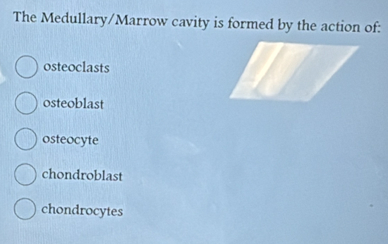 The Medullary/Marrow cavity is formed by the action of:
osteoclasts
osteoblast
osteocyte
chondroblast
chondrocytes