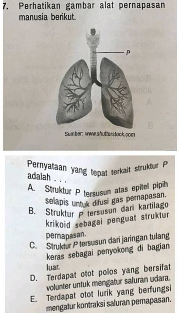 Perhatikan gambar alat pernapasan
manusia berikut.
Pernyataan yang tepat terkait struktur P
adalah . . .
A. Struktur P tersusun atas epitel pipih
selapis untuk difusi gas pernapasan.
B. Struktur P tersusun dari kartilago
krikoid sebagai penguat struktur
pernapasan.
C. Struktur P tersusun dari jaringan tulang
keras sebagai penyokong di bagian
luar.
D. Terdapat otot polos yang bersifat
volunter untuk mengatur saluran udara.
E. Terdapat otot lurik yang berfungsi
mengatur kontraksi saluran pernapasan.