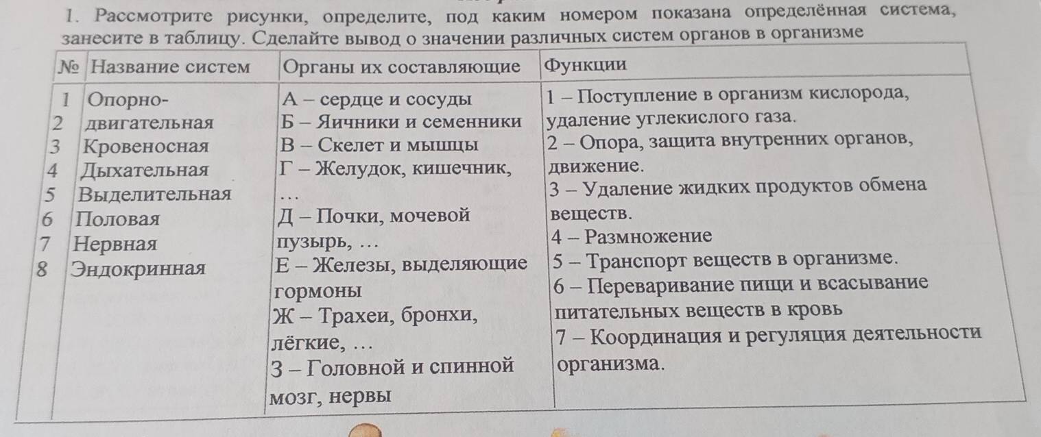 Рассмотрите рисунки, определите, под каким номером показана определенная система, 
зме