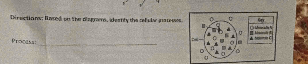 Directions: Based on the diagrams, Identify the cellular processes. 
_ 
Process: