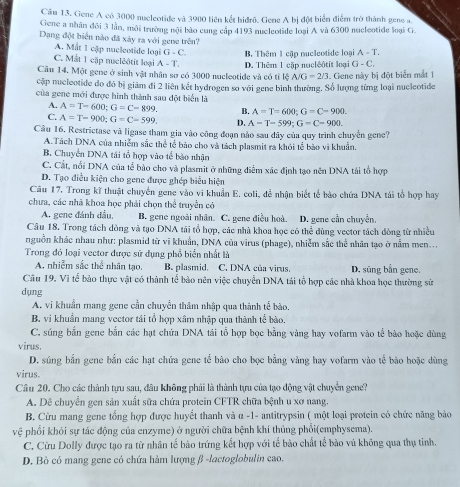 Cầu 13. Gene A có 3000 nucleotide và 3900 tiên kết bidrô. Gene A bị đột biển điểm trở thành gene a.
Gene a nhân đôi 3 lần, môi trường nội bảo cung cập 4193 nucleotide loại A và 6300 nucleotide loại G
Dạng đột biển nào đã xảy ra với gene trên?
A. Mất 1 cập nucleotide loại G-C. B. Thêm 1 cập nucleotide loại A-T.
C. Mắt 1 cập nucléôtit loại A-T,
Câu 14. Một gene ở sinh vật nhân sơ có 3000 nucleotide và có tỉ lệ D. Thêm 1 cập nuclêôtit loại G-C.
A/G=2/3
cập nucleotide do đô bị giám đi 2 liên kết hydrogen số với gene bình thường. Số lượng từng loại nucleotide . Gene này bị đột biển mắt 1
của gene mới được hình thành sau đột biển là
A. A=T-600;G=C-899. B. A=T=600;G=C-900.
C. A=T-900;G=C=599. D. A=T-599;G=C=900.
Câu 16. Restrictase và ligase tham gia vào công đoạn nào sau đây của quy trình chuyển gene?
A.Tách DNA của nhiễm sắc thể tế bảo cho và tách plasmit ra khỏi tế bào vì khuẩn.
B. Chuyển DNA tái tổ hợp vào tế bào nhận
C. Cắt, nổi DNA của tế bảo cho và plasmit ở những điểm xác định tạo nên DNA tái tổ hợp
D. Tạo điều kiện cho gene được ghép biểu hiện
Câu 17, Trong kĩ thuật chuyển gene vào vi khuẩn E. coli, để nhận biết tế bào chứa DNA tái tổ hợp hay
chưa, các nhà khoa học phải chọn thể truyền có
A. gene đánh dầu, B. gene ngoài nhân. C. gene điều hoà. D. gene cần chuyển.
Câu 18. Trong tách dòng và tạo DNA tái tổ hợp, các nhà khoa học có thể dùng vector tách đòng từ nhiều
nguồn khác nhau như: plasmid từ vi khuẩn, DNA của virus (phage), nhiễm sắc thể nhân tạo ở nằm men...
Trong đó loại vector được sử dụng phổ biển nhất là
A. nhiễm sắc thể nhân tạo, B. plasmid. C. DNA của virus. D. súng bẫn gene.
Câu 19. Vĩ tể bảo thực vật có thành tế bào nên việc chuyển DNA tải tổ hợp các nhà khoa học thường sử
dụng
A. vi khuẩn mang gene cần chuyển thâm nhập qua thành tế bào.
B. vi khuẩn mang vector tái tổ hợp xâm nhập qua thành tế bào.
C. súng bắn gene bắn các hạt chứa DNA tái tổ hợp bọc bằng vàng hay vofarm vào tế bào hoặc dùng
virus.
D. súng bắn gene bắn các hạt chứa gene tế bào cho bọc bằng vàng hay vofarm vào tế bào hoặc dùng
virus.
Câu 20. Cho các thành tựu sau, đầu không phải là thành tựu của tạo động vật chuyển gene?
A. Dê chuyển gen sản xuất sữa chứa protein CFTR chữa bệnh u xơ nang.
B. Cừu mang gene tổng hợp được huyết thanh và α -1- antitrypsin ( một loại protein có chức năng bảo
vệ phối khỏi sự tác động của enzyme) ở người chữa bệnh khí thủng phổi(emphysema).
C. Cừu Dolly được tạo ra từ nhân tế bào trứng kết hợp với tế bào chất tế bào vú không qua thụ tinh.
D. Bò có mang gene có chứa hàm lượng βl -lactoglobulin cao.