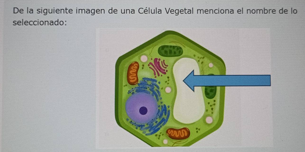 De la siguiente imagen de una Célula Vegetal menciona el nombre de lo 
seleccionado: