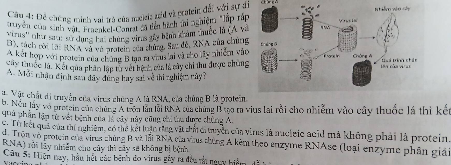 Đề chứng minh vai trò của nucleic acid và protein đối với sự di Chủng A
truyền của sinh vật, Fraenkel-Conrat đã tiến hành thí nghiệm "lắp ráp
virus'' như sau: sử dụng hai chủng virus gây bệnh khảm thuốc lá (A và
B), tách rời lõi RNA và vỏ protein của chúng. Sau đó, RNA của chủng
A kết hợp với protein của chủng B tạo ra virus lai và cho lây nhiễm vào
cây thuốc lá. Kết qủa phân lập từ vết bệnh của lá cây chỉ thu được chủng
A. Mỗi nhận định sau đây đúng hay sai về thí nghiệm này?
a. Vật chất di truyền của virus chủng A là RNA, của chủng B là protein.
b. Nếu lấy vô protein của chúng A trộn lẫn lỗi RNA của chủng B tạo ra vius lai rồi cho nhiễm vào cây thuốc lá thì kết
quả phần lập từ vết bệnh của lá cây này cũng chi thu được chủng A.
c. Từ kết quả của thí nghiệm, có thể kết luận rằng vật chất di truyền của virus là nucleic acid mà không phải là protein
d. Trộn võ protein của virus chủng B và lỗi RNA của virus chủng A kèm theo enzyme RNAse (loại enzyme phân giải
RNA) rồi lấy nhiễm cho cây thì cây sẽ không bị bệnh.
Câu 5: Hiện nay, hầu hết các bệnh do virus gây ra đều rất ngny hiệm g