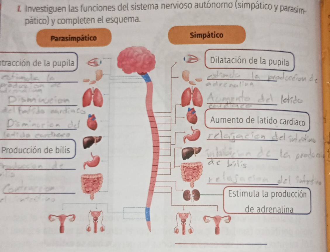 Investiguen las funciones del sistema nervioso autónomo (simpático y parasim- 
pático) y completen el esquema. 
Parasimpático Simpático 
tracción de la pupila 
Dilatación de la pupila 
_ 
_ 
_ 
_ 
_ 
Aumento de latido cardiaco 
_ 
_ 
Producción de bilis 
_ 
_ 
_ 
Estimula la producción 
de adrenalina 
_