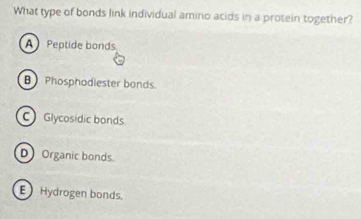 What type of bonds link individual amino acids in a protein together?
A Peptide bonds
B Phosphodiester bonds.
C Glycosidic bonds
D Organic bonds.
E Hydrogen bonds.