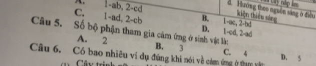 a cay nập km
d. Hướng theo nguồn sáng ở điều
1- ab, 2-cd B. 1-ac, 2-bd
kiện thiểu sáng
C. 1-ad, 2 - cb
Câu 5. Số bộ phận tham gia cảm ứng ở sinh vật là: D. 1-cd, 2-ad
A. 2 B. 3 C. 4 D. 5
Câu 6. Có bao nhiêu ví dụ đúng khi nói về cảm ứng ở thực vật
Cây trin