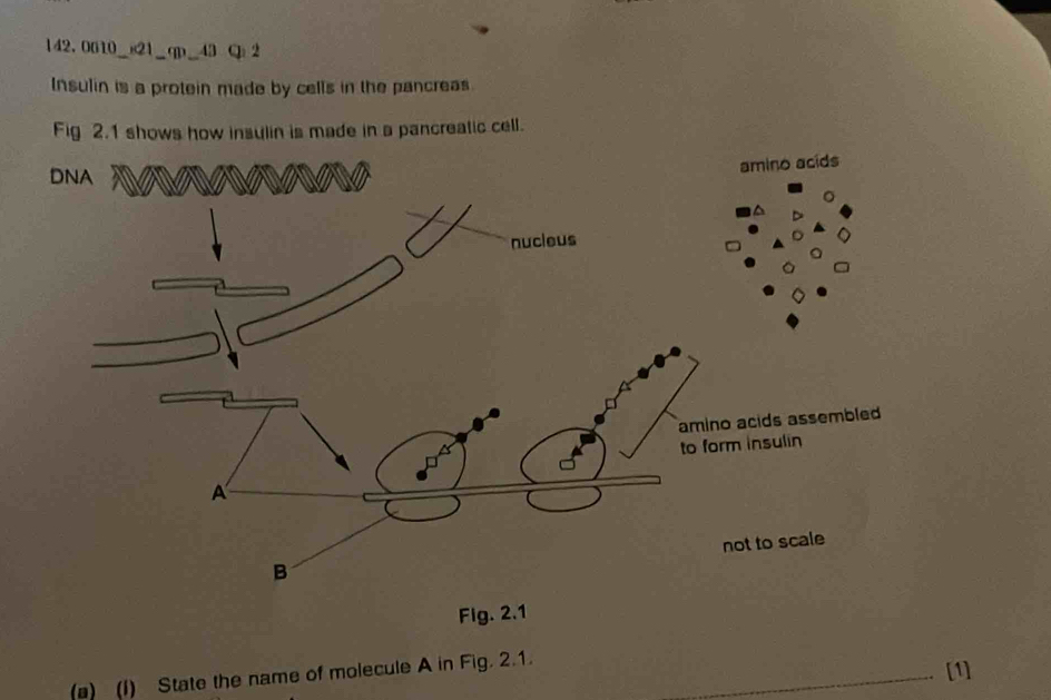 0610_)21_qp_43 Q) 2 
Insulin is a protein made by cells in the pancreas. 
Fig 2.1 shows how insulin is made in a pancreatic cell. 
Fig. 2.1 
_ 
(a) (I) State the name of molecule A in Fig. 2.1. 
[1]