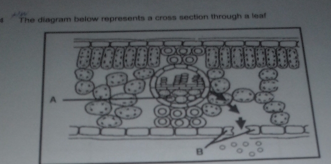 Solved: The diagram below represents a cross section through a leaf [Math]