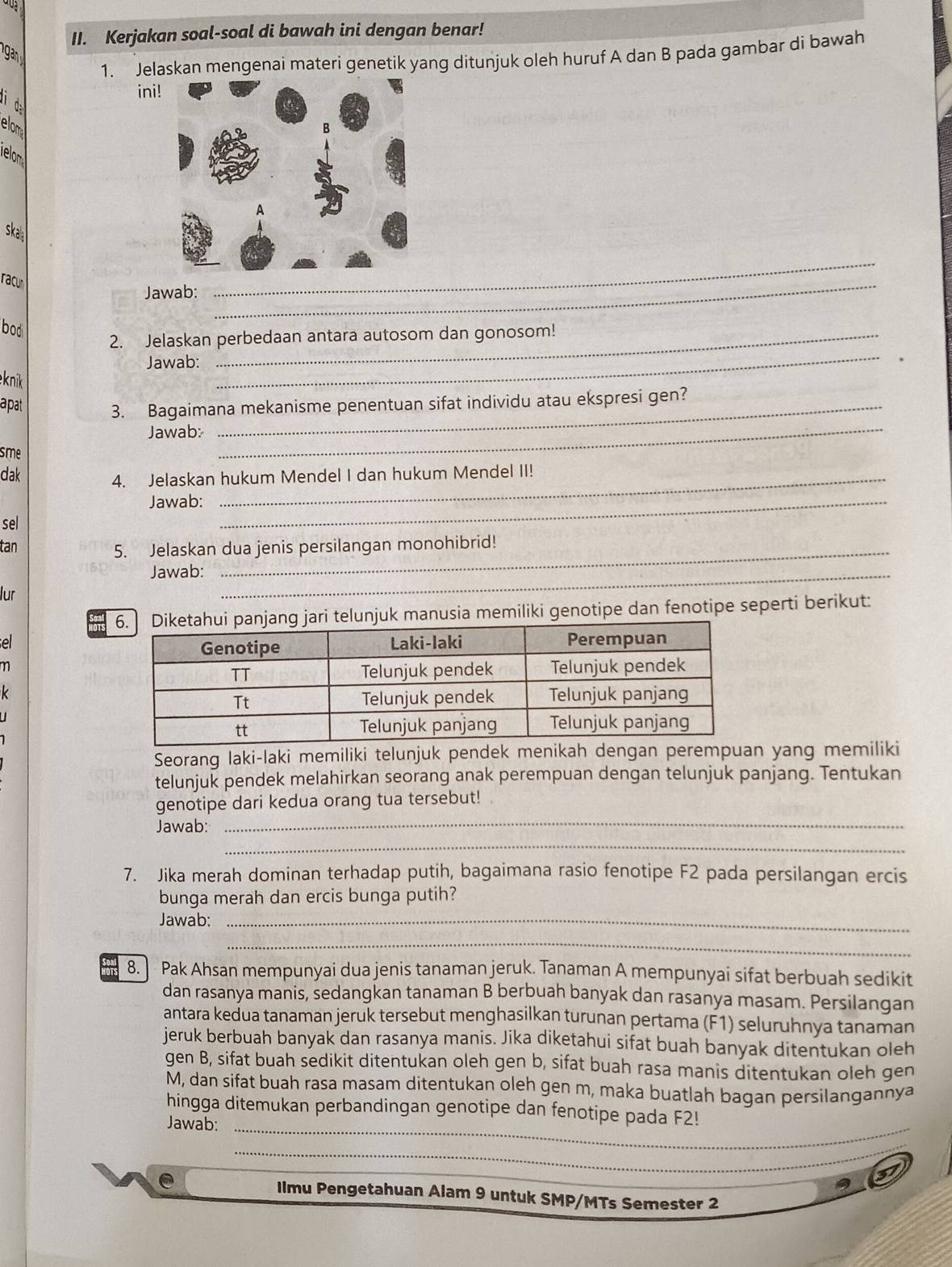 Kerjakan soal-soal di bawah ini dengan benar!
 
1. Jelaskan mengenai materi genetik yang ditunjuk oleh huruf A dan B pada gambar di bawah
ini
jì da
elom
elon
ska
racu
Jawab:
_
_
bod
2. Jelaskan perbedaan antara autosom dan gonosom!
Jawab:
eknik
_
apat 3. Bagaimana mekanisme penentuan sifat individu atau ekspresi gen?
Jawab:
sme
_
dak
4. Jelaskan hukum Mendel I dan hukum Mendel II!
Jawab:_
sel
tan 5. Jelaskan dua jenis persilangan monohibrid!
Jawab:_
lur
elunjuk manusia memiliki genotipe dan fenotipe seperti berikut:
el
m
Seorang laki-laki memiliki telunjuk pendek menikah dengan perempuan yang memiliki
telunjuk pendek melahirkan seorang anak perempuan dengan telunjuk panjang. Tentukan
genotipe dari kedua orang tua tersebut!
Jawab:
_
_
7. Jika merah dominan terhadap putih, bagaimana rasio fenotipe F2 pada persilangan ercis
bunga merah dan ercis bunga putih?
Jawab:_
_
8. Pak Ahsan mempunyai dua jenis tanaman jeruk. Tanaman A mempunyai sifat berbuah sedikit
dan rasanya manis, sedangkan tanaman B berbuah banyak dan rasanya masam. Persilangan
antara kedua tanaman jeruk tersebut menghasilkan turunan pertama (F1) seluruhnya tanaman
jeruk berbuah banyak dan rasanya manis. Jika diketahui sifat buah banyak ditentukan oleh
gen B, sifat buah sedikit ditentukan oleh gen b, sifat buah rasa manis ditentukan oleh gen
M, dan sifat buah rasa masam ditentukan oleh gen m, maka buatlah bagan persilangannya
hingga ditemukan perbandingan genotipe dan fenotipe pada F2!
Jawab:_
_
Ilmu Pengetahuan Alam 9 untuk SMP/MTs Semester 2