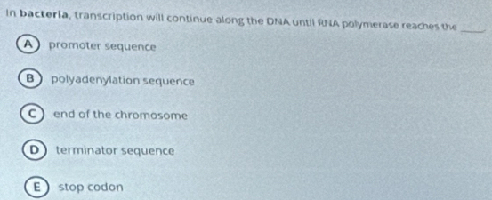 In bacteria, transcription will continue along the DNA until RNA polymerase reaches the_
A promoter sequence
B polyadenylation sequence
C end of the chromosome
D terminator sequence
E stop codon