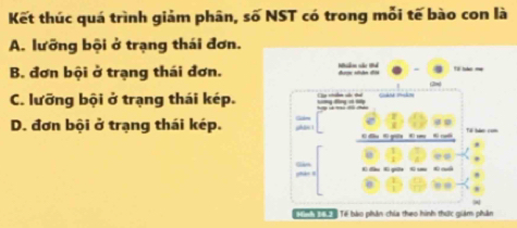 Kết thúc quá trình giảm phân, số NST có trong mỗi tế bào con là
A. lưỡng bội ở trạng thái đơn.
B. đơn bội ở trạng thái đơn. Miilem sác 1d đượn sân đời
C. lưỡng bội ở trạng thái kép. Cp stln ss the
__
D. đơn bội ở trạng thái kép. phin ! đ gun E _ T hàn c


, .
T ' 4 Tế bào phân chia theo hình thức giám phân