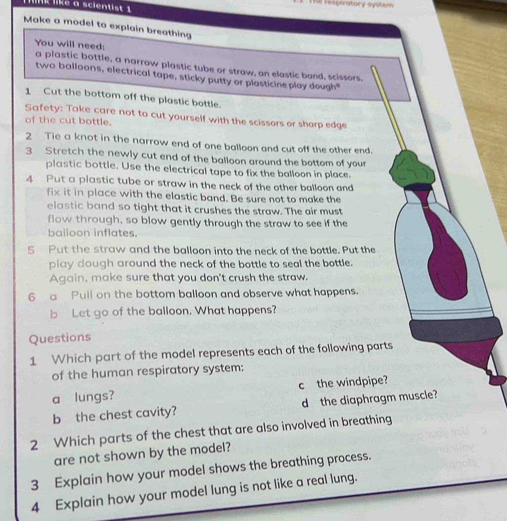 The respiratory system 
Tk like a scientist 1 
Make a model to explain breathing 
You will need: 
a plastic bottle, a narrow plastic tube or straw, an elastic band, scissors, 
two balloons, electrical tape, sticky putty or plasticine play dough= 
1 Cut the bottom off the plastic bottle. 
Safety: Take care not to cut yourself with the scissors or sharp edge 
of the cut bottle. 
2 Tie a knot in the narrow end of one balloon and cut off the other end. 
3 Stretch the newly cut end of the balloon around the bottom of your 
plastic bottle. Use the electrical tape to fix the balloon in place. 
4 Put a plastic tube or straw in the neck of the other balloon and 
fix it in place with the elastic band. Be sure not to make the 
elastic band so tight that it crushes the straw. The air must 
flow through, so blow gently through the straw to see if the 
bailoon inflates. 
5 Put the straw and the balloon into the neck of the bottle. Put the 
play dough around the neck of the bottle to seal the bottle. 
Again, make sure that you don't crush the straw. 
6 a Pull on the bottom balloon and observe what happens. 
b Let go of the balloon. What happens? 
Questions 
1 Which part of the model represents each of the following parts 
of the human respiratory system: 
a lungs? c the windpipe? 
b the chest cavity? d the diaphragm muscle? 
2 Which parts of the chest that are also involved in breathing 
are not shown by the model? 
3 Explain how your model shows the breathing process. 
4 Explain how your model lung is not like a real lung.