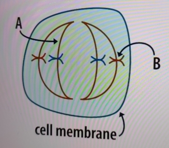 cell membrane