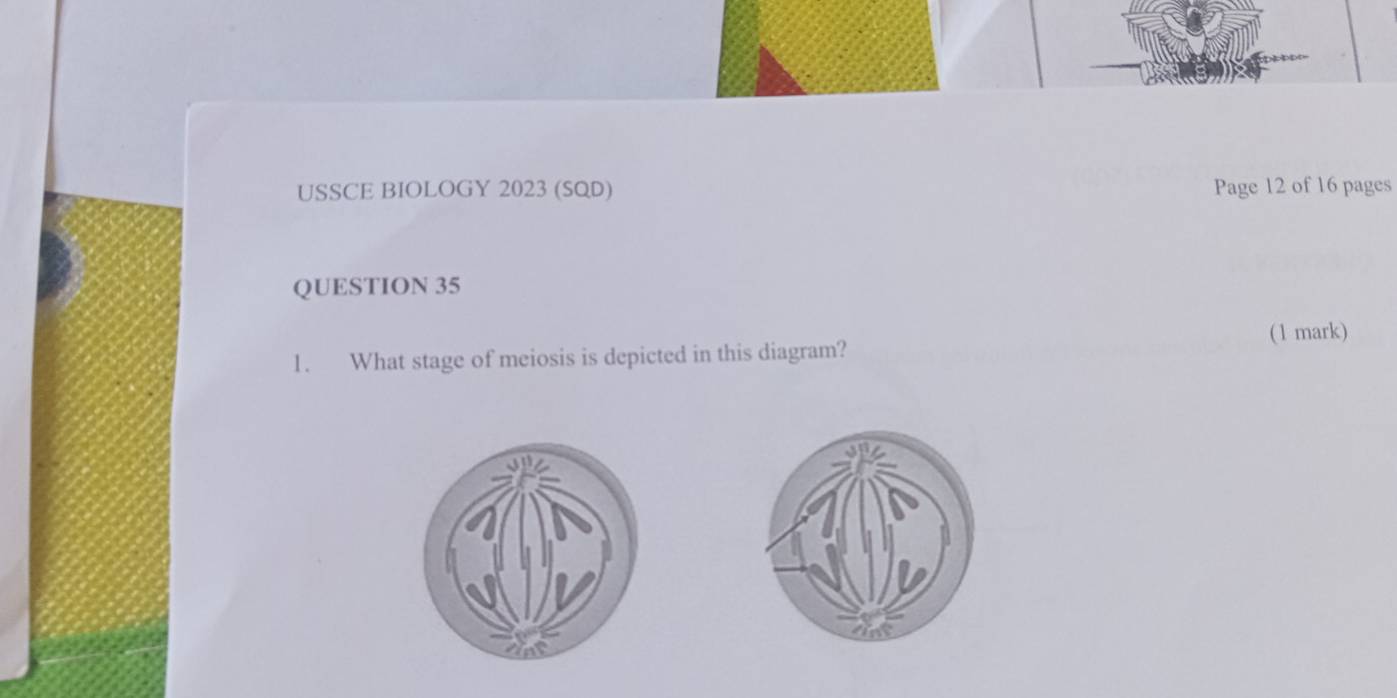 USSCE BIOLOGY 2023 (SQD) Page 12 of 16 pages 
QUESTION 35 
1. What stage of meiosis is depicted in this diagram? (1 mark)