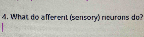 What do afferent (sensory) neurons do?