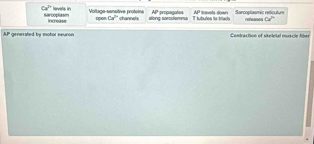 Ca^(2+) levels in Voltage-sensitive proteins AP propagates AP travels down Sarcoplasmic reticulum
sarcoplasm open Ca^(2+) channels along sarcolemma T tubules to triads releases Ca^(2+)
increase
AP generated by motor neuron Contraction of skeletal muscle fiber