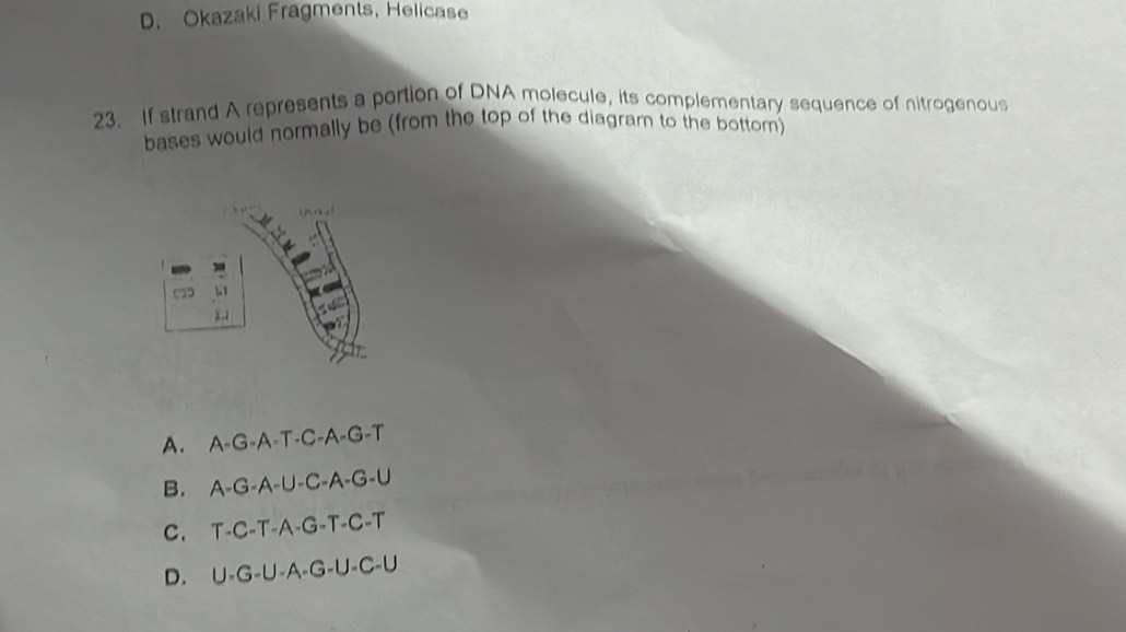 Okazaki Fragments, Helicase
23. If strand A represents a portion of DNA molecule, its complementary sequence of nitrogenous
bases would normally be (from the top of the diagram to the bottom)
t a
) .1
A. A-G-A-T-C-A-G-T
B. A-G-A-U-C-A-G-U
C. T-C-T-A-G-T-C-T
D. U-G-U-A-G-U-C-U