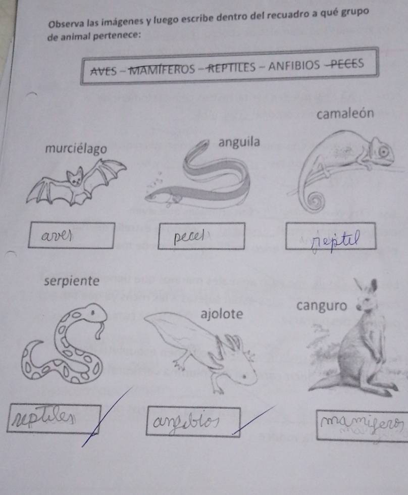 Observa las imágenes y luego escribe dentro del recuadro a qué grupo 
de animal pertenece: 
AVES - MAMÍFEROS - REPTILES - ANFIBIOS - PECES 
camaleón 
murciélago anguila 
serpiente 
ajolote canguro