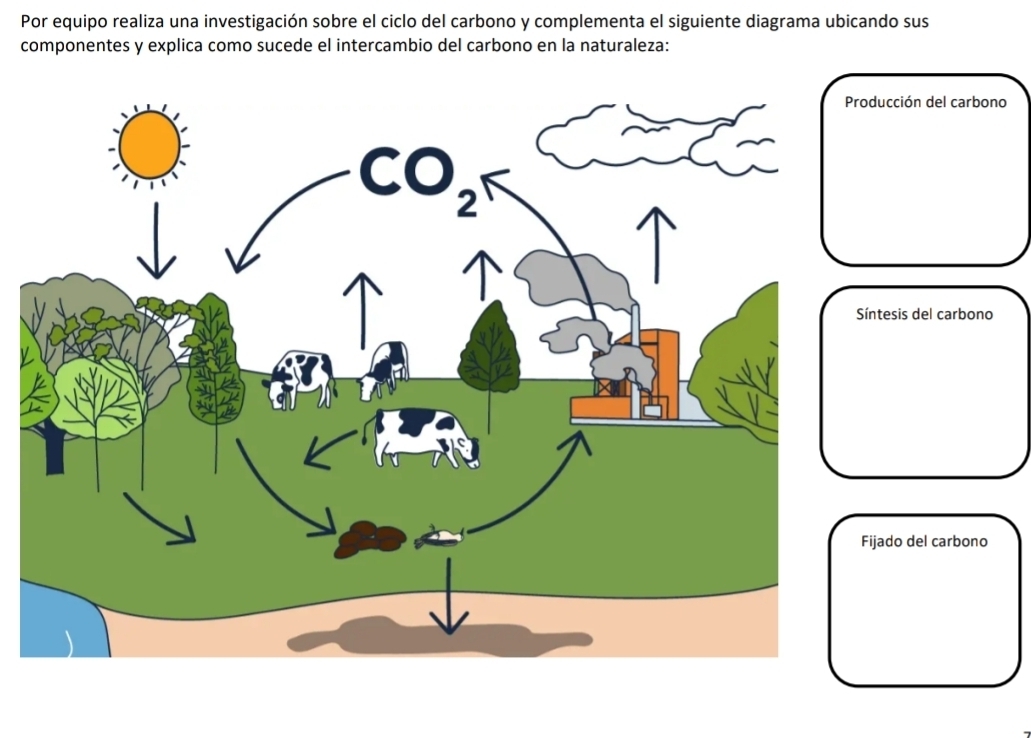 Por equipo realiza una investigación sobre el ciclo del carbono y complementa el siguiente diagrama ubicando sus 
componentes y explica como sucede el intercambio del carbono en la naturaleza: 
ucción del carbono 
ntesis del carbono 
jado del carbono