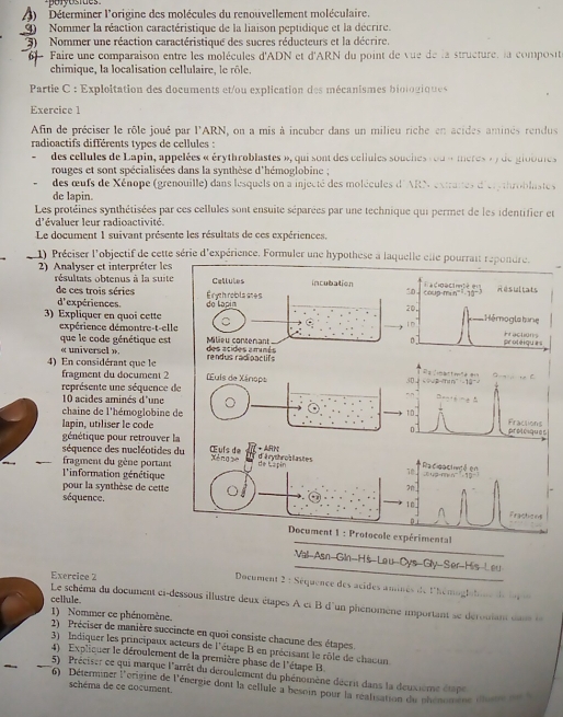 ) Déterminer l'origine des molécules du renouvellement moléculaire.
9  Nommer la réaction caractéristique de la liaison peptidique et la décrire.
3)  Nommer une réaction caractéristique des sucres réducteurs et la décrire.
Faire une comparaison entre les molécules d'ADN et d'ARN du point de vue de la structure, la composté
chimique, la localisation cellulaire, le rôle.
Partie  C : Exploitation des documents et/ou explication des mécanismes biologique
Exercice 1
Afin de préciser le rôle joué par l'ARN, on a mis à incuber dans un milieu riche en acides aminés rendus
radioactifs différents types de cellules :
des cellules de Lapin, appelées « érythroblastes », qui sont des cellules souches r ou « meres » ) de giobules
rouges et sont spécialisées dans la synthèse d'hémoglobine ;
des œufs de Xénope (grenouille) dans lesquels on a injecté des molécules d'ARN extranes d'erythroblastes
de lapin.
Les protéines synthétisées par ces cellules sont ensuite séparées par une technique qui permet de les identifier et
d'évaluer leur radioactivité.
Le document 1 suivant présente les résultats de ces expériences
1) Préciser l'objectif de cette série d'expérience. Formuler une hypothese a laquelle elle pourrait repondre.
2) Analyser et interpréter les
résultats obtenus à la suite coup-n Radioecamté en Résultats
de ces trois séries 
10
d'expériences. 
3) Expliquer en quoi cette20.
10 Hémogla tune
Practions
expérience démontre-t-elleprotéiques
0.
que le code génétique est 
« universel ».
4) En considérant que le
G→;  , C
fragment du document 2 (Euis de Xánops 5D   2 / an^(-1)=10^(-2)
représente une séquence de 6=4
10 acides aminés d'une
chaine de l'hémoglobine de  Fractions
lapin, utiliser le code D proloques
génétique pour retrouver la
séquence des nucléotides du Œuís de overline HIN+ARN d'érythros lastes de Ła pin Racigactvté en
fragment du gène portant Xéng se
70
l'information génétique    4 2  n 
pour la synthèse de cette
séquence.
10
Frachens
D.
Document 1 : Protocole expérimental
Vol-ASn-Gin-HS-Lau-Oys-Giy-Ser-His-Le
Exercice 2  Document 2 : Séquence des acides aminés de l'hémoglatine del  
cellule.
Le schéma du document ci-dessous illustre deux étipes A et B d'un phénomène important se déroulan su
1) Nommer ce phénomène.
2) Préciser de manière succincte en quoi consiste chacune des étapes.
3) Indiquer les principaux acteurs de l'étape B en précisant le rôle de chaoun
4) Expliquer le déroulement de la première phase de l'étape B
5) Préciser ce qui marque l'arrêt du déroulement du phénomène décrit dans la deuxième étap
6) Déterminer l'origine de l'énergie dont la cellule à besoin pour la réalisation du phénomene da  
schéma de ce cocument.