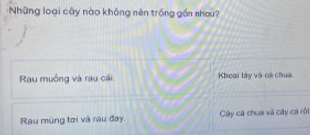 Những loại cây nào không nên trồng gồn nhau?
Rau muồng và rau cái Khoai tày và cả chua
Rau mùng tơi và rau đay. Cây cá chua và cây cá rột