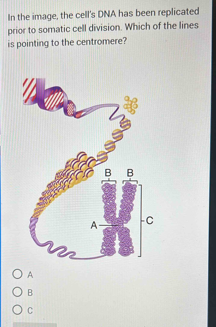 In the image, the cell’s DNA has been replicated
prior to somatic cell division. Which of the lines
is pointing to the centromere?
A
B
C