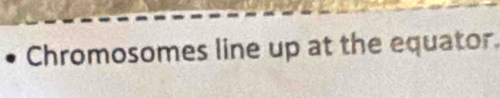 Chromosomes line up at the equator.