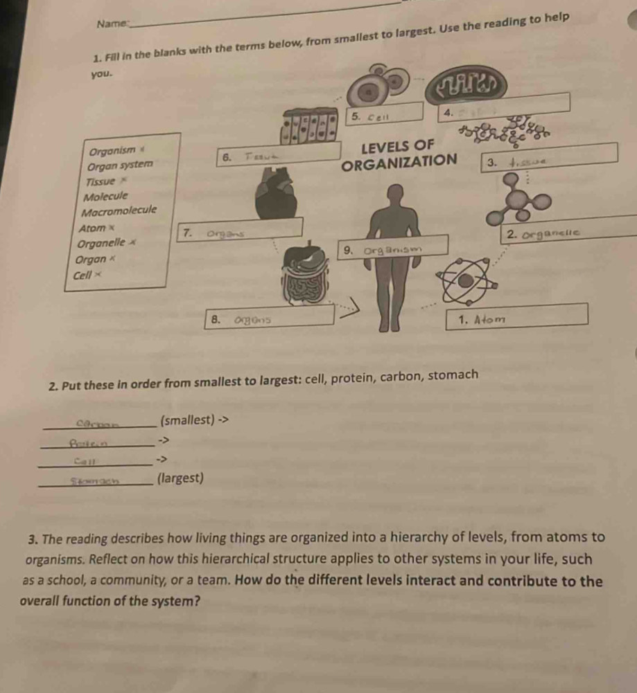 Name 
_ 
erms below, from smallest to largest. Use the reading to help 
2. Put these in order from smallest to largest: cell, protein, carbon, stomach 
_(smallest) -> 
_- 
_ 
-> 
_(largest) 
3. The reading describes how living things are organized into a hierarchy of levels, from atoms to 
organisms. Reflect on how this hierarchical structure applies to other systems in your life, such 
as a school, a community, or a team. How do the different levels interact and contribute to the 
overall function of the system?