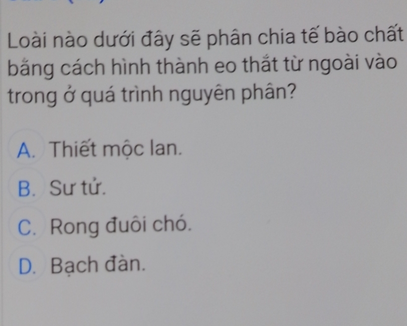 Loài nào dưới đây sẽ phân chia tế bào chất
bằng cách hình thành eo thắt từ ngoài vào
trong ở quá trình nguyên phân?
A. Thiết mộc lan.
B. Sư tử.
C. Rong đuôi chó.
D. Bạch đàn.