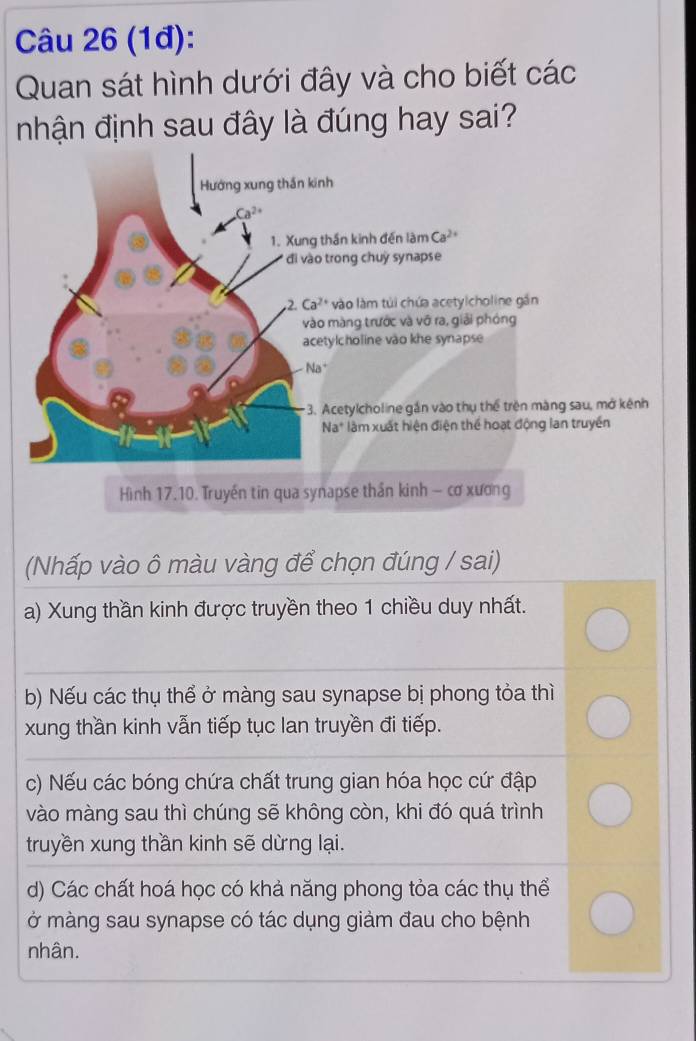 (1đ):
Quan sát hình dưới đây và cho biết các
nhận định sau đây là đúng hay sai?
Hướng xung thần kinh
Ca^(2+)
1. Xung thần kinh đến làm Ca^(2+)
đi ào trong chuỳ synapse
2.Ca^(2+) vào làm tủi chứa acetylcholine gần
vào màng trước và vô ra, giải phóng
acetylcholine vào khe synapse
Na*
3. Acetylcholine gần vào thụ thể trên màng sau, mở kênh
Na* làm xuất hiện điện thể hoạt động lan truyền
Hình 17.10. Truyền tin qua synapse thần kinh - cơ xương
(Nhấp vào ô màu vàng để chọn đúng / sai)
a) Xung thần kinh được truyền theo 1 chiều duy nhất.
b) Nếu các thụ thể ở màng sau synapse bị phong tỏa thì
xung thần kinh vẫn tiếp tục lan truyền đi tiếp.
c) Nếu các bóng chứa chất trung gian hóa học cứ đập
vào màng sau thì chúng sẽ không còn, khi đó quá trình
truyền xung thần kinh sẽ dừng lại.
d) Các chất hoá học có khả năng phong tỏa các thụ thể
ở màng sau synapse có tác dụng giảm đau cho bệnh
nhân.