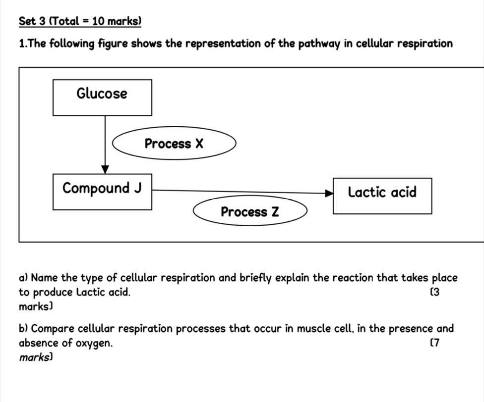 Set 3 (Total = 10 marks) 
1.The following figure shows the representation of the pathway in cellular respiration 
a) Name the type of cellular respiration and briefly explain the reaction that takes place 
to produce Lactic acid. [3 
marks) 
b) Compare cellular respiration processes that occur in muscle cell, in the presence and 
absence of oxygen. (7 
marks]