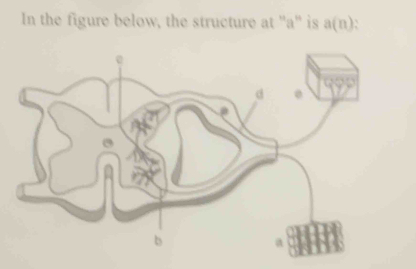 In the figure below, the structure at "a" is a(n)