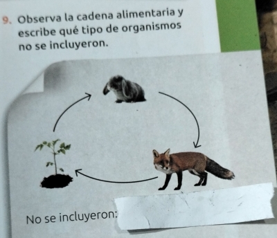 Observa la cadena alimentaria y 
escribe qué tipo de organismos 
no se incluyeron. 
No se incluyeron: