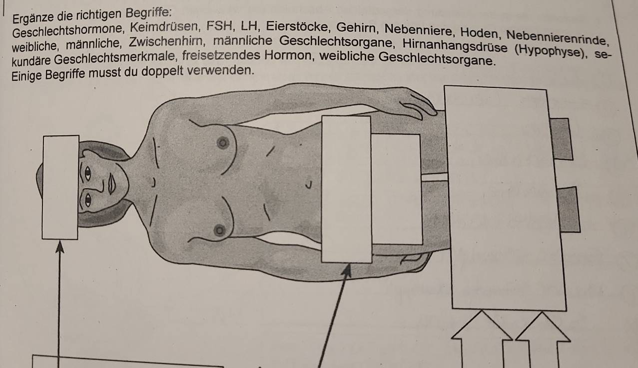 Ergänze die richtigen Begriffe: 
Geschlechtshormone, Keimdrüsen, FSH, LH, Eierstöcke, Gehirn, Nebenniere, Hoden, Nebennierenrinde, 
weibliche, männliche, Zwischenhirn, männliche Geschlechtsorgane, Hirnanhangsdrüse (Hypophyse), se 
kundäre Geschlechtsmerkmale, freisetzendes Hormon, weibliche Geschlechtsorgane. 
E