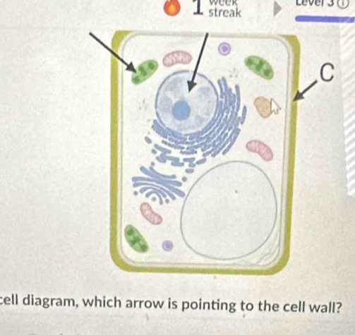 week Lever 3 ① 
1 streak 
cell diagram, which arrow is pointing to the cell wall?