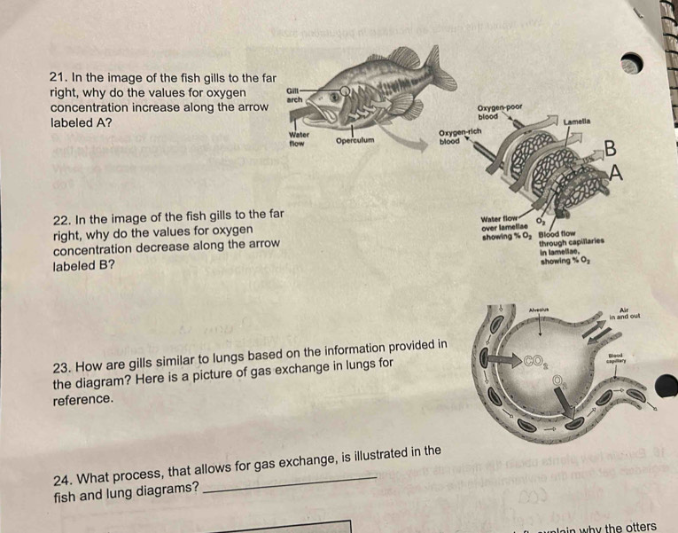 In the image of the fish gills to the 
right, why do the values for oxygen 
concentration increase along the arrow
labeled A?
22. In the image of the fish gills to the
right, why do the values for oxygen 
concentration decrease along the arr
labeled B?
23. How are gills similar to lungs based on the information provided in
the diagram? Here is a picture of gas exchange in lungs for
reference.
24. What process, that allows for gas exchange, is illustrated in the
fish and lung diagrams?
in why the otters