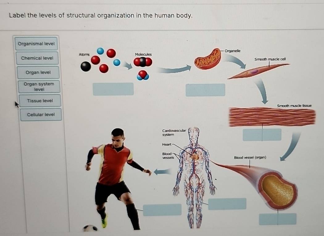 Label the levels of structural organization in the human body.
Organismal level
Chemical level
Organ level
Organ system
level
Tissue level
Cellular level