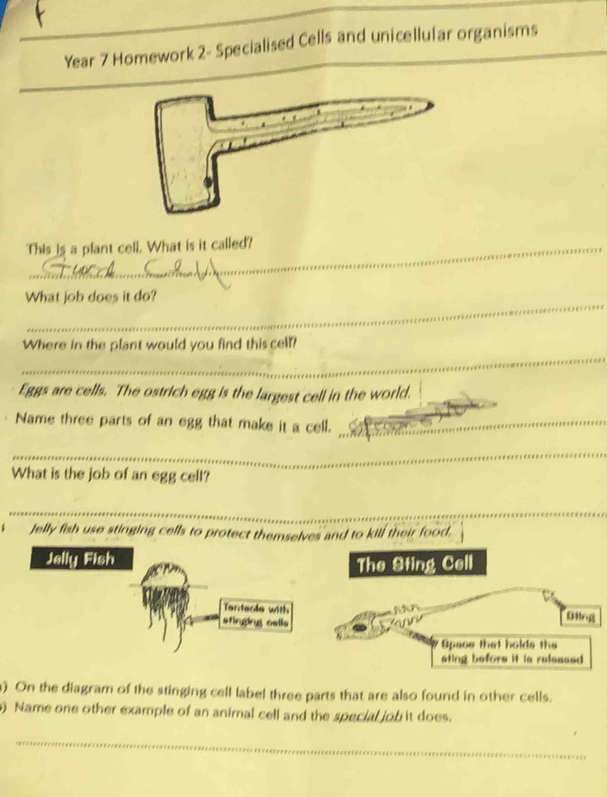 Year 7 Homework 2- Specialised Cells and unicellular organisms 
This is a plant cell. What is it called? 
_ 
What job does it do? 
_ 
Where in the plant would you find this cell? 
Eggs are cells. The ostrich egg is the largest cell in the world. 
Name three parts of an egg that make it a cell._ 
_ 
What is the job of an egg cell? 
_ 
6 Jelly fish use stinging cells to protect themselves and to kill their food, 
) On the diagram of the stinging cell label three parts that are also found in other cells. 
) Name one other example of an animal cell and the special job it does. 
_