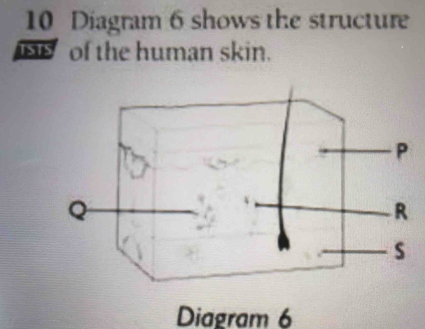 Diagram 6 shows the structure 
of the human skin. 
Diagram 6