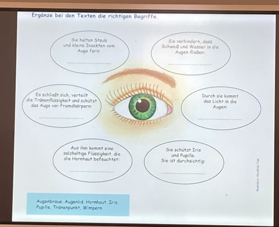 Ergänze bei den Texten die richtigen Begriffe.
Augenbraue, Augenlid, Hornhaut, Iris,
Pupille, Tränenpunkt, Wimpern