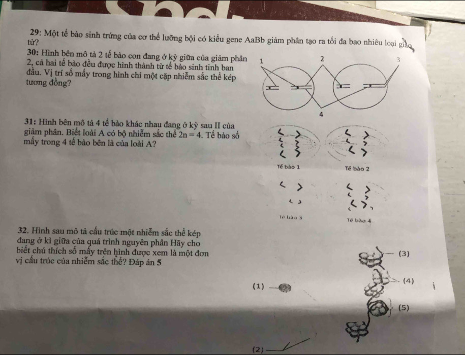 29: Một tế bào sinh trứng của cơ thể lưỡng bội có kiều gene AaBb giảm phân tạo ra tối đa bao nhiêu loại giảo 
tử? 
30: Hình bên mô tả 2 tế bảo con đang ở kỳ giữa của giảm phâ 
2, cả hai tế bào đều được hình thành từ tế bào sinh tinh ban 
. 
đầu. V / trí số mấy trong hình chỉ một cặp nhiễm sắc thể kép 
tương đồng? 
31: Hình bên mô tả 4 tế bào khác nhau đang ở kỳ sau II của 
giảm phân. Biết loài A có bộ nhiễm sắc thể 2n=4. Tế bào số 
mấy trong 4 tế bào bên là của loài A? 
Tế bào 1 Tế bào 2
lè bǎo 3 Tế bào 4
32. Hình sau mô tả cấu trúc một nhiễm sắc thể kép 
đang ở kì giữa của quá trình nguyên phân Hãy cho 
biết chú thích số mấy trên hình được xem là một đơn (3) 
vị cấu trúc của nhiễm sắc thể? Đáp án 5
(4) 
(1) 
(5) 
(2)