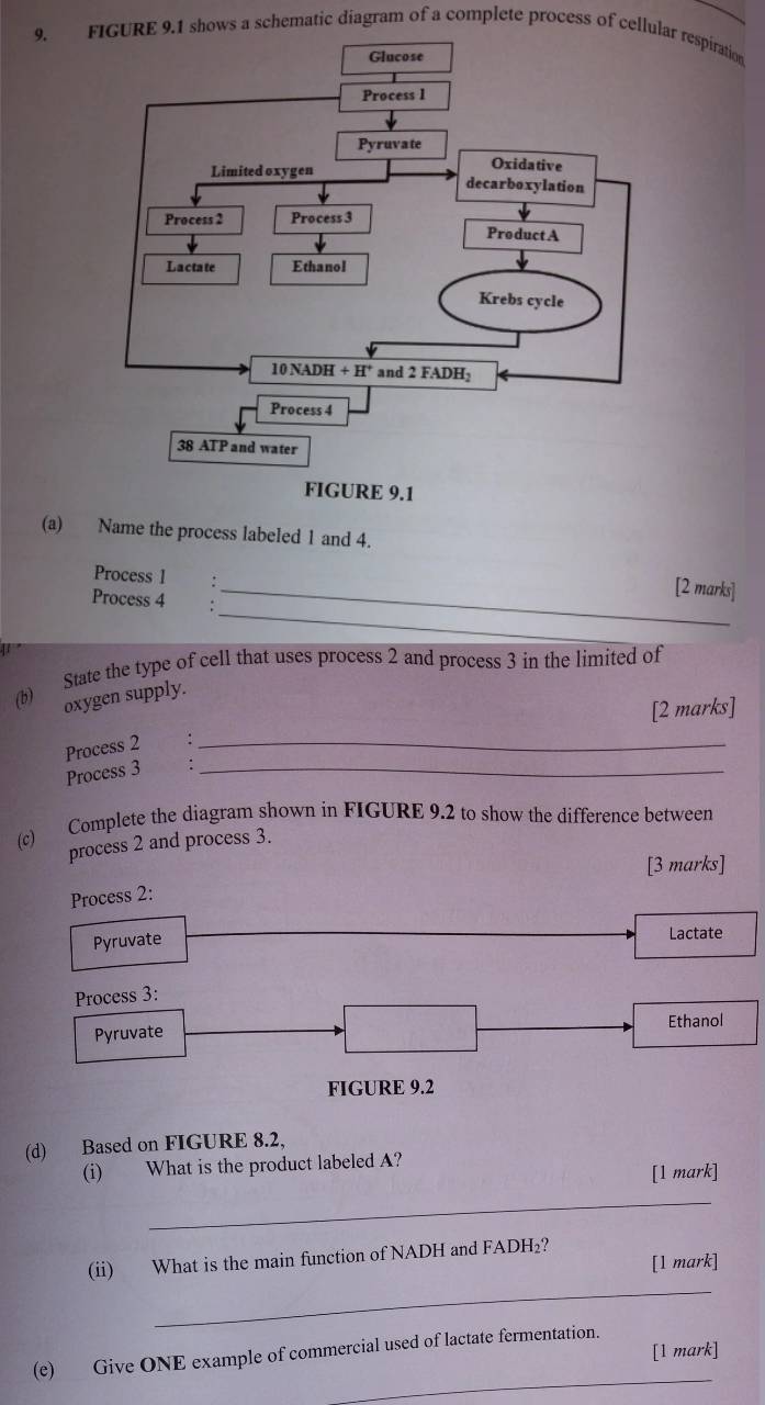 FIGURE 9.1 shows a schematic diagram of a complete process of cellular respiration
(a) Name the process labeled 1 and 4.
Process 1 .
_[2 marks]
_
Process 4 :
(b) State the type of cell that uses process 2 and process 3 in the limited of
oxygen supply.
[2 marks]
Process 2 :_
Process 3 :_
(c) Complete the diagram shown in FIGURE 9.2 to show the difference between
process 2 and process 3.
[3 marks]
Process 2:
Pyruvate
Lactate
Process 3:
Pyruvate
Ethanol
FIGURE 9.2
(d) Based on FIGURE 8.2,
(i) What is the product labeled A?
[l mark]
_
_
(ii) What is the main function of NADH and FADH₂?
[1 mark]
[1 mark]
_
(e) Give ONE example of commercial used of lactate fermentation.