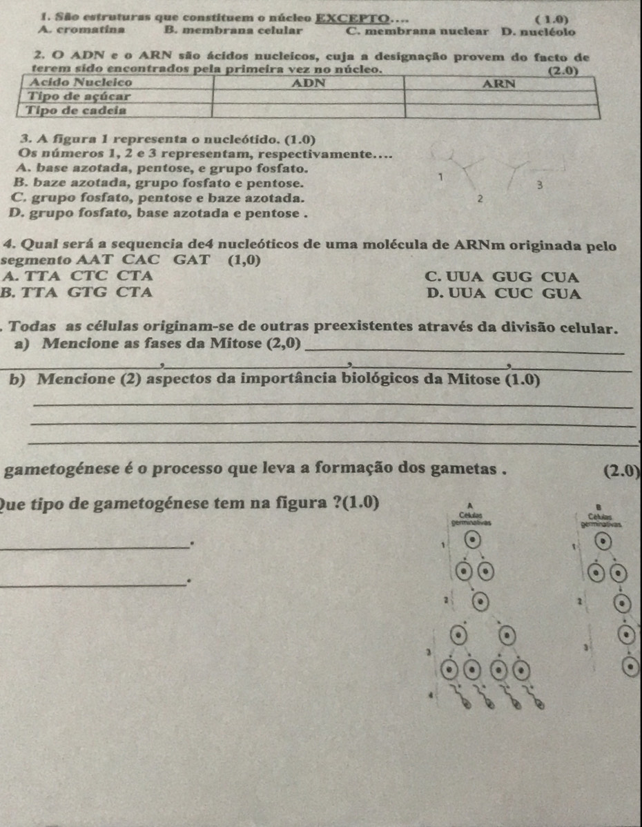 São estruturas que constituem o núcleo EXCEPTO.... (1.0)
A. cromatina B. membrana celular C. membrana nuclear D. nucléolo
2. O ADN e o ARN são ácidos nucleicos, cuja a designação provem do facto de
3. A figura 1 representa o nucleótido. (1.0)
Os números 1, 2 e 3 representam, respectivamente….
A. base azotada, pentose, e grupo fosfato.
1
B. baze azotada, grupo fosfato e pentose. 3
C. grupo fosfato, pentose e baze azotada. 2
D. grupo fosfato, base azotada e pentose .
4. Qual será a sequencia de4 nucleóticos de uma molécula de ARNm originada pelo
segmento AAT CAC GAT (1,0)
A. TTA CTC CTA C. UUA GUG CUA
B. TTA GTG CTA D. UUA CUC GUA
Todas as células originam-se de outras preexistentes através da divisão celular.
a) Mencione as fases da Mitose (2,0) _
_
__,
b) Mencione (2) aspectos da importância biológicos da Mitose (1.0)
_
_
_
gametogénese é o processo que leva a formação dos gametas . (2.0)
Que tipo de gametogénese tem na figura ? (1.0)
B
Celulas Células
nminativas
_.
1
. .
_.
.
2 .
2
D
.
3
1
.