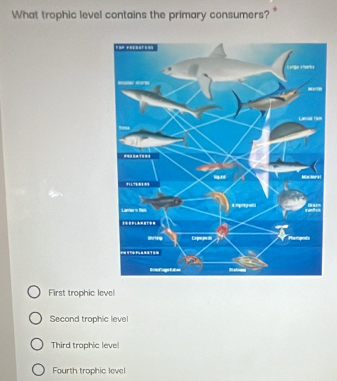 What trophic level contains the primary consumers?*
First trophic level
Second trophic level
Third trophic level
Fourth trophic level