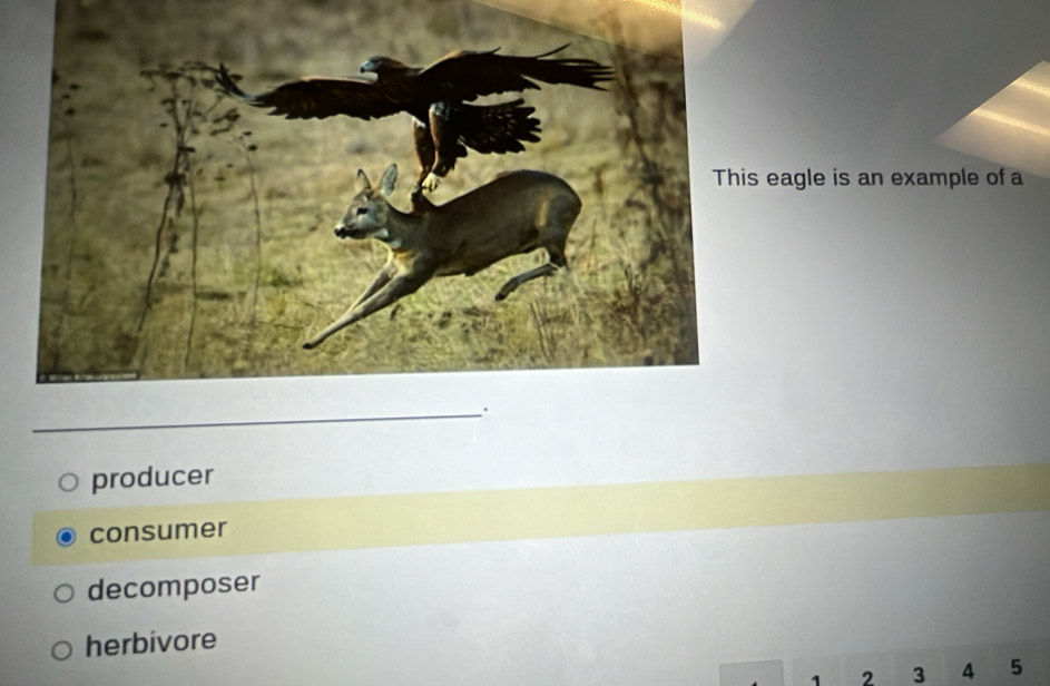 Solved: eagle is an example of a producer consumer decomposer herbivore ...