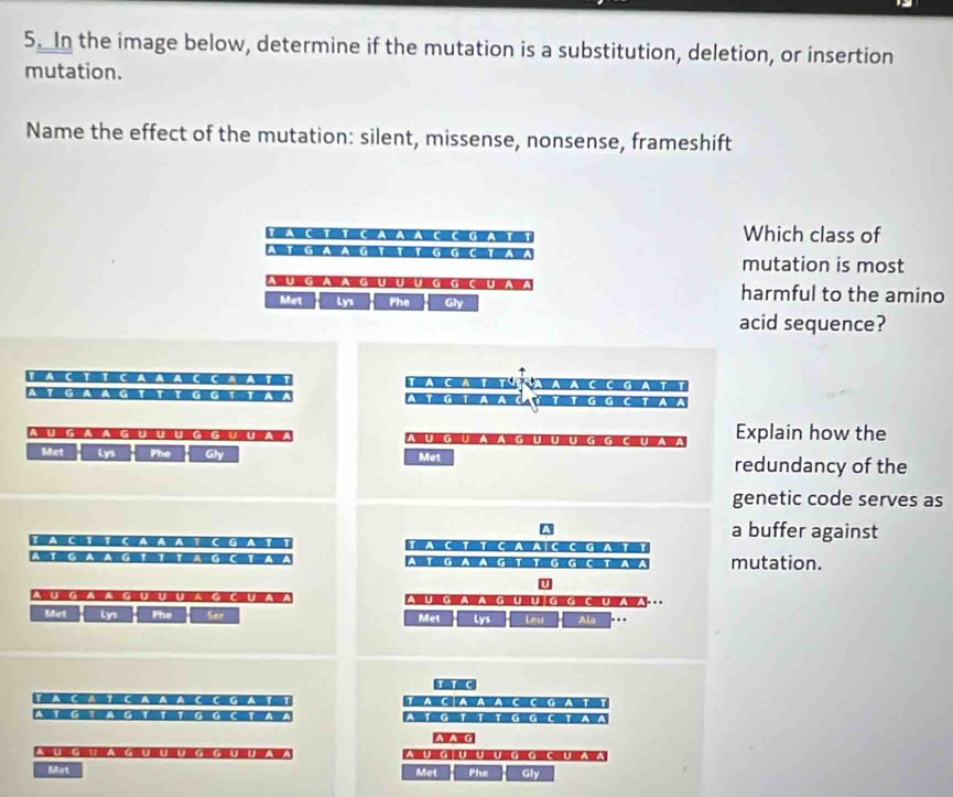 In the image below, determine if the mutation is a substitution, deletion, or insertion 
mutation. 
Name the effect of the mutation: silent, missense, nonsense, frameshift 
Which class of 
mutation is most 
GG t harmful to the amino 
Met Lys Phe Gly 
acid sequence? 
A 
AC C G A T 
A Explain how the 
N e GeUe Ae An Ge U = 
Met Lys Phe Gly Met redundancy of the 
genetic code serves as 
a buffer against 
C G aT T 
T G a A G mutation. 
J 
G 
A U G U A G U U G G C U A 
Met Phe Set Met Lys Leu Ala . 
1 A C ⊥ A A A C C G A 1 1 
TG 1 T G G C 

A U GU A GU U A U G U Ü U G G C U A A 
Mot Met Phe Gly