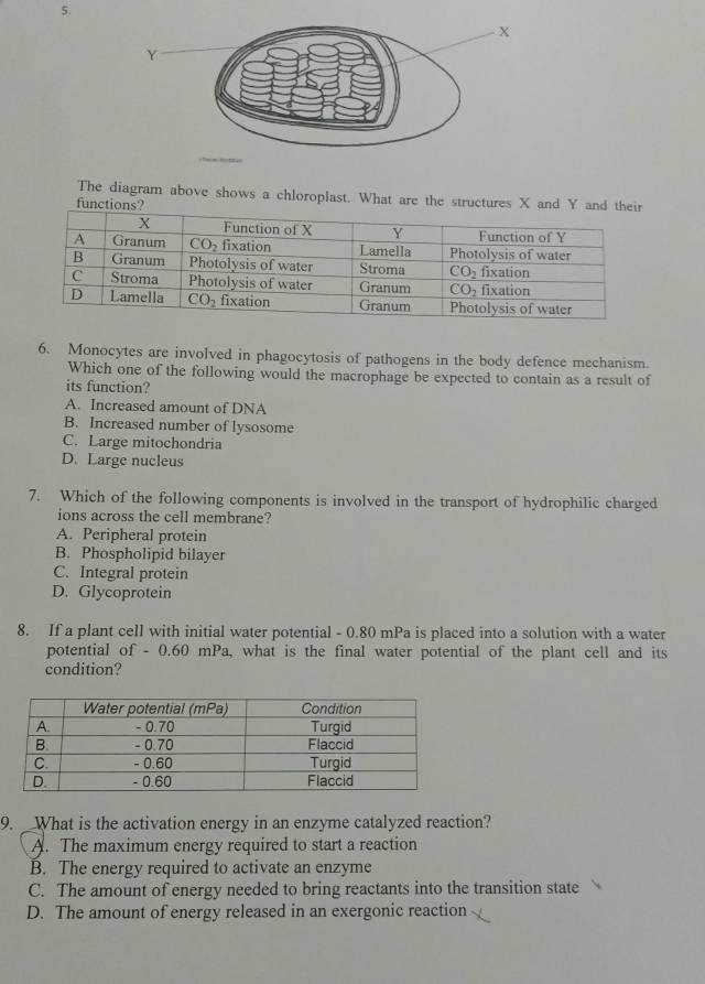 The diagram above shows a chloroplast. What are the structures X and Y
funct
6. Monocytes are involved in phagocytosis of pathogens in the body defence mechanism.
Which one of the following would the macrophage be expected to contain as a result of
its function?
A. Increased amount of DNA
B. Increased number of lysosome
C. Large mitochondria
D. Large nucleus
7. Which of the following components is involved in the transport of hydrophilic charged
ions across the cell membrane?
A. Peripheral protein
B. Phospholipid bilayer
C. Integral protein
D. Glycoprotein
8. If a plant cell with initial water potential - 0.80 mPa is placed into a solution with a water
potential of - 0.60 mPa, what is the final water potential of the plant cell and its
condition?
9. What is the activation energy in an enzyme catalyzed reaction?
A. The maximum energy required to start a reaction
B. The energy required to activate an enzyme
C. The amount of energy needed to bring reactants into the transition state
D. The amount of energy released in an exergonic reaction
